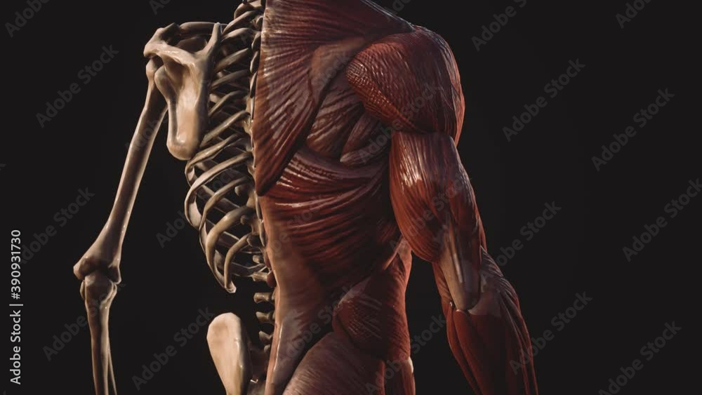 muscular and skeletal system of human body muscular and skeletal system of human body