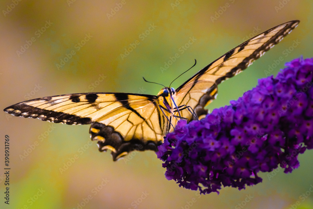 Obraz premium a swallow tail butterfly on butterfly bush flower