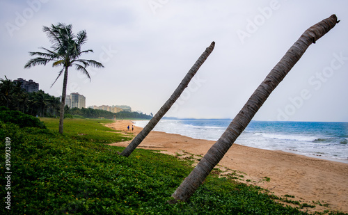 Dead leafless and branchless coconut trees on the beach. 