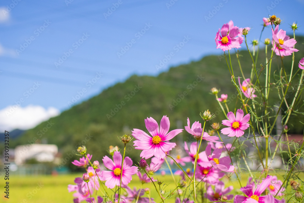Obraz premium Cosmos autumn image September, Suhara, Mino City, Gifu Prefecture