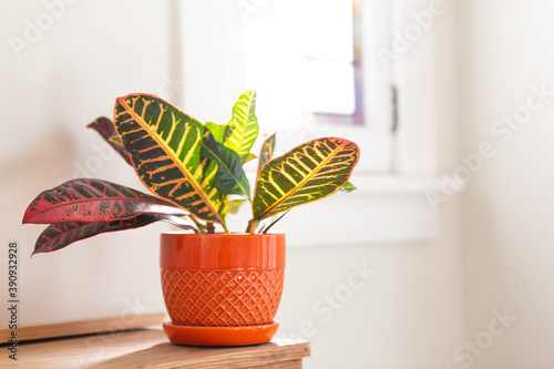 Schilderij op canvas Croton in orange pot by window