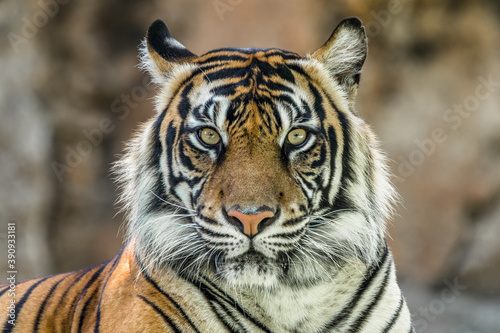 the close up of sumatran tiger