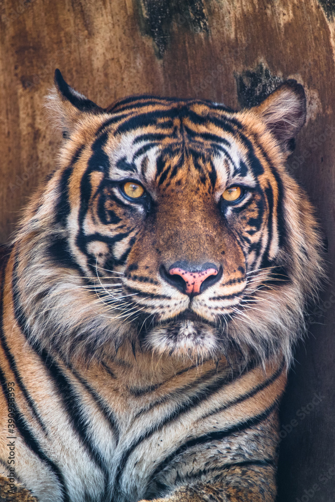 Fototapeta premium the close up of sumatran tiger
