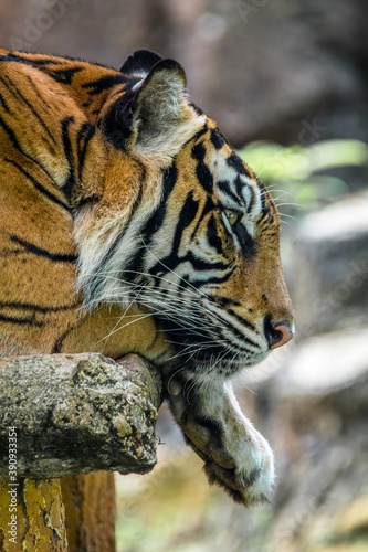 the close up of sumatran tiger