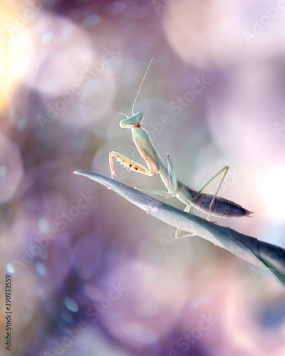 Cute little baby mantis with lovely colorful bokeh background. © Fauzan Maududdin