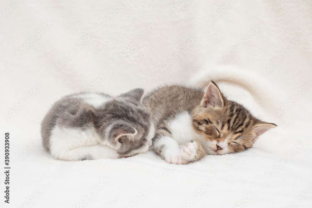 Fototapeta premium two kittens in a basket
