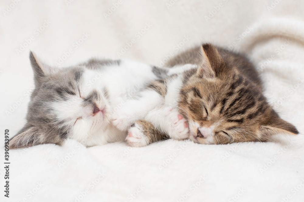 kitten sleeping on the pillow kitten sleeping on the pillow