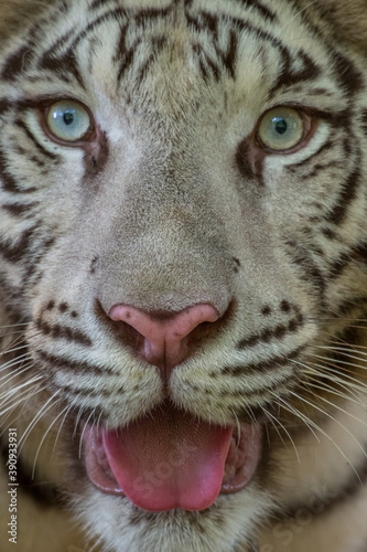 Fototapeta Naklejka Na Ścianę i Meble -  the close up of white bengal tiger face