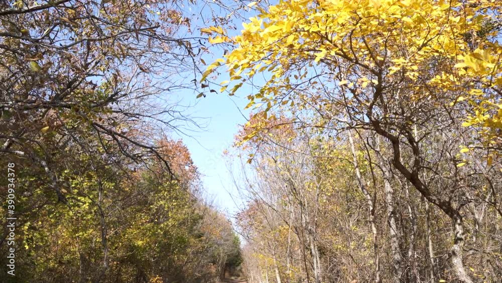 autumn in the forest