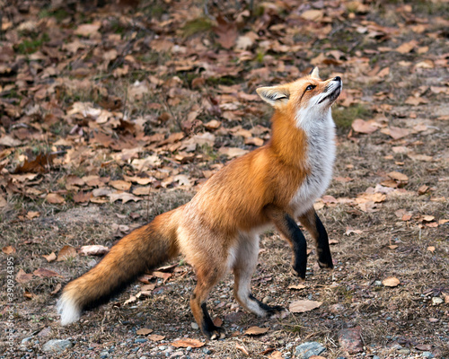 Red Fox photo stock. Red Fox close-up standing on back legs with a moss and autumn brown leaves background in its environment displaying fox tail, fox fur. Fox image. Fox picture. Fox portrait.