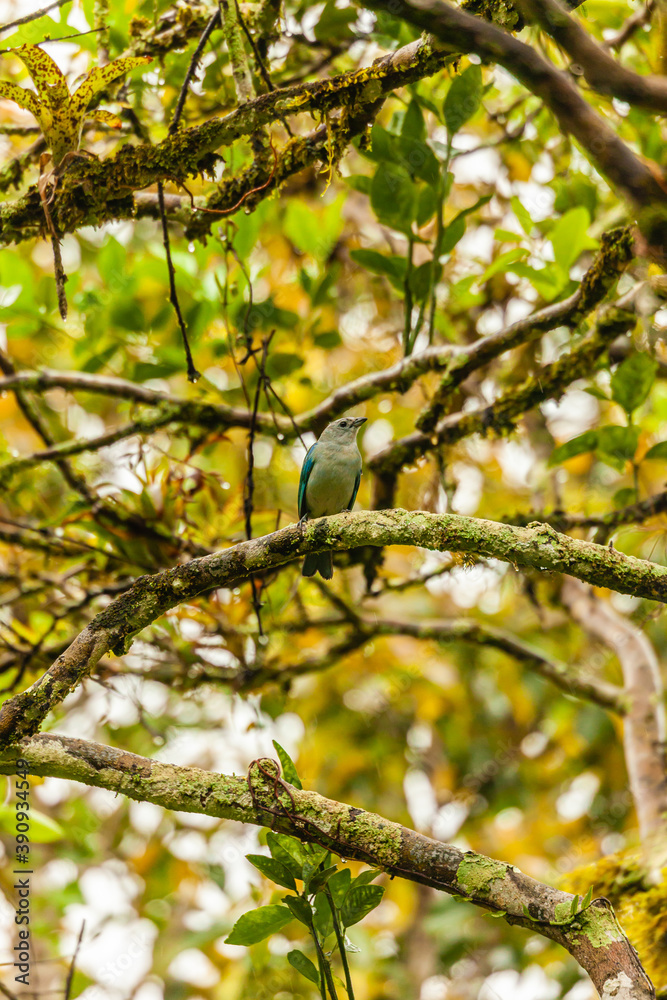 Bird from Costa Rica Bird from Costa Rica