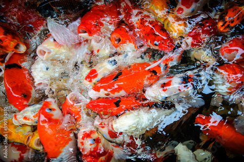 Colorful carp fancy fish in the water