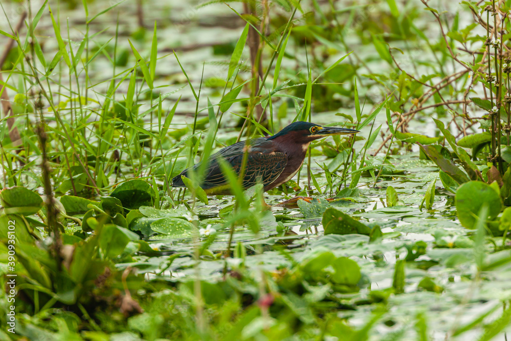 Bird from Costa Rica