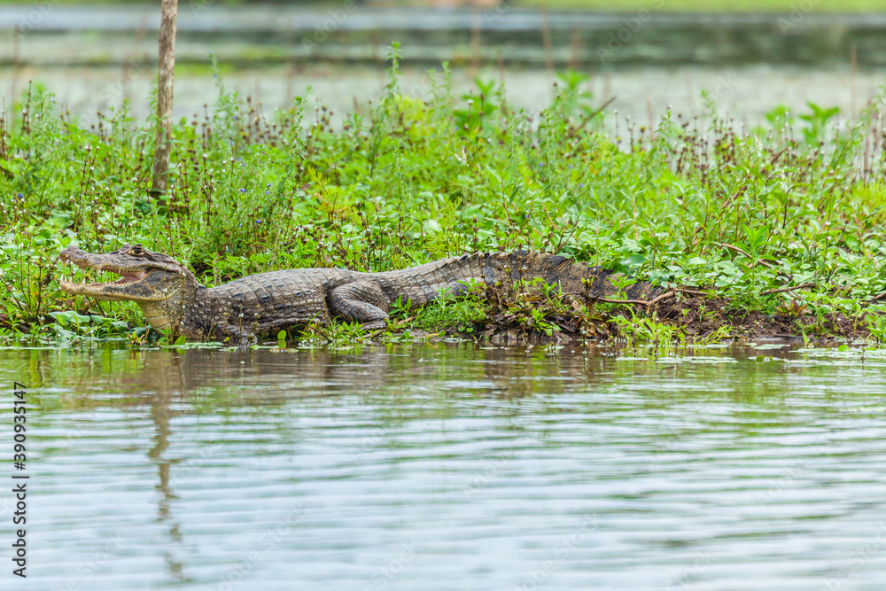 Reptile from Costa Rica