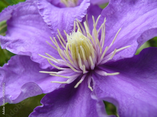 Fototapeta Naklejka Na Ścianę i Meble -  Close up of a purple flower