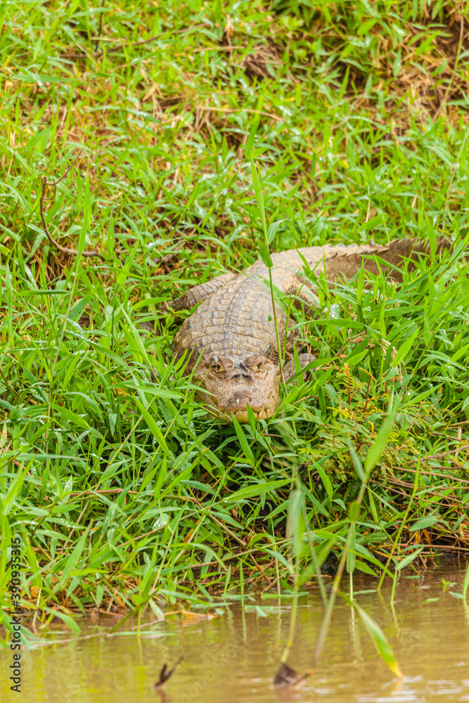 Obraz premium Reptile from Costa Rica