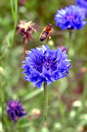 A Bee Flying Away from a Blue Cornflower