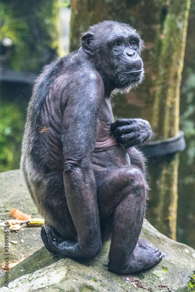 the close up of chimpanzee