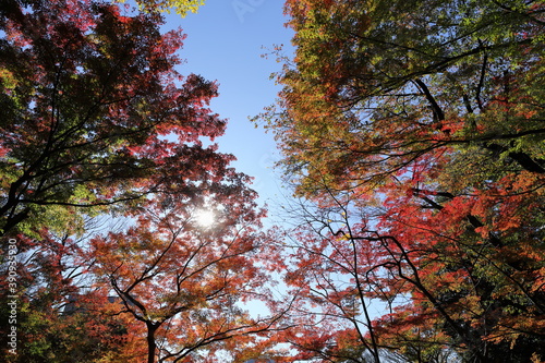 紅葉の風景