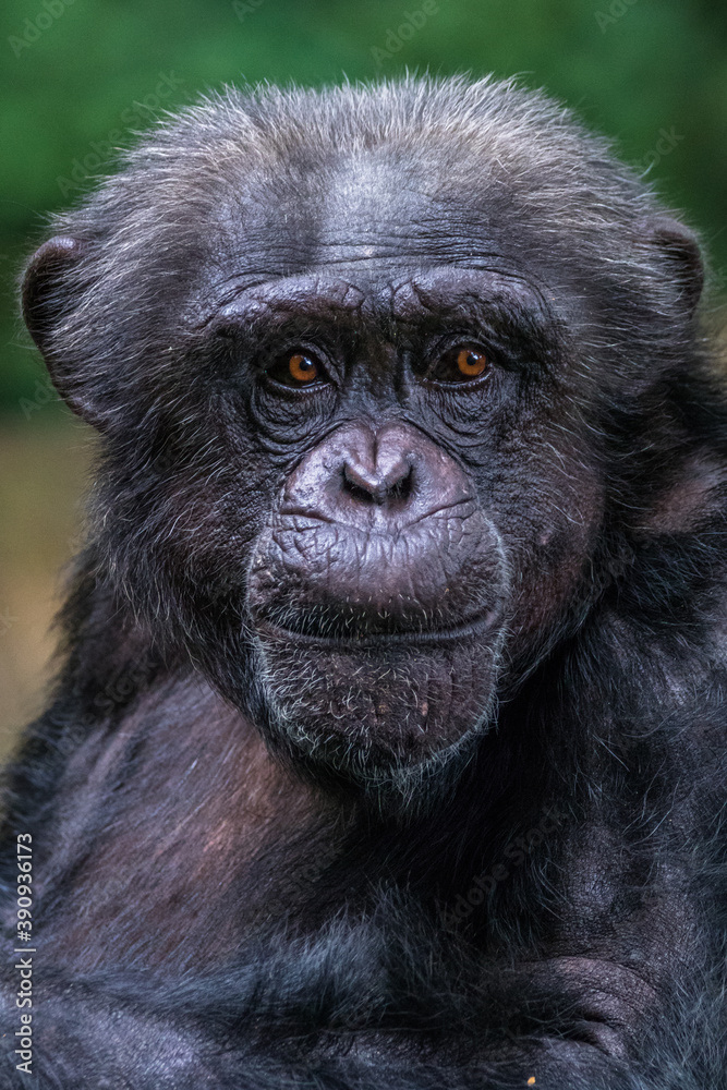 the close up of chimpanzee the close up of chimpanzee