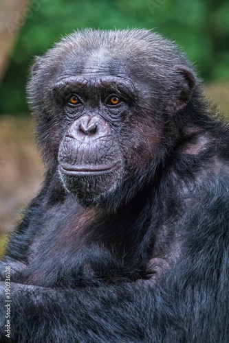 the close up of chimpanzee © lessysebastian