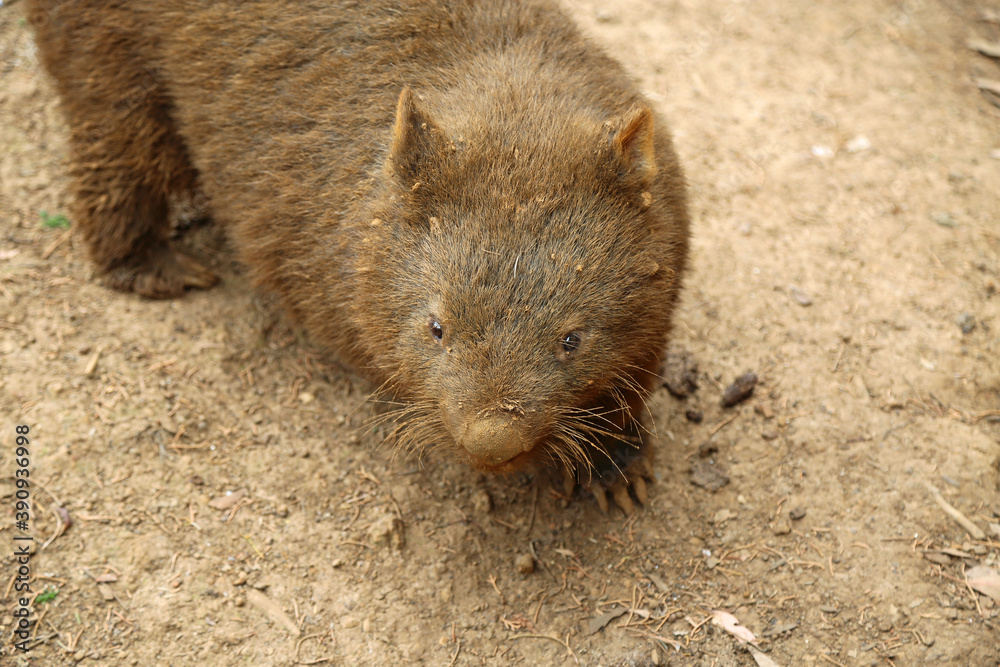 Wombat on dirt - Phillip Island, Victoria, Australia Wombat on dirt - Phillip Island, Victoria, Australia