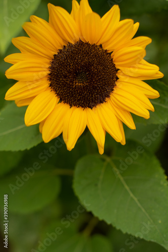 Sonnenblume in der Natur