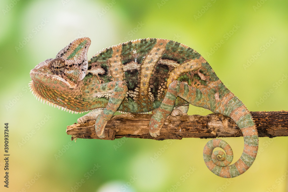 Fototapeta the veiled chameleon in branch