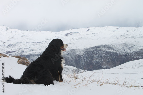 Bernese mountain dog mountains and snow