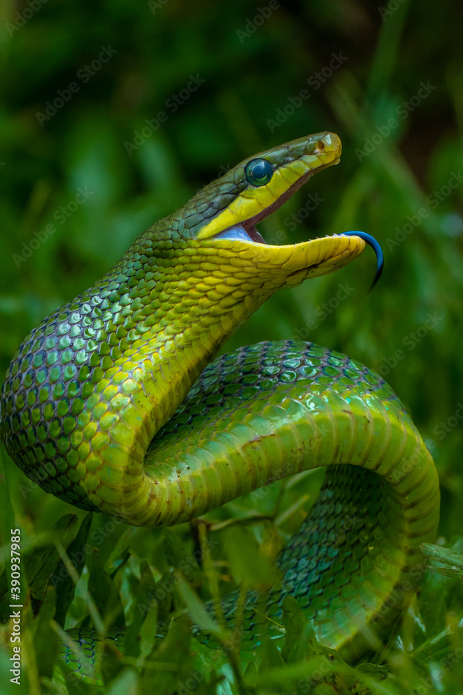 the green Gonyosoma oxycephalum snake in grass the green Gonyosoma oxycephalum snake in grass