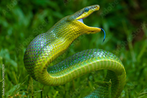 the green Gonyosoma oxycephalum snake in grass photo