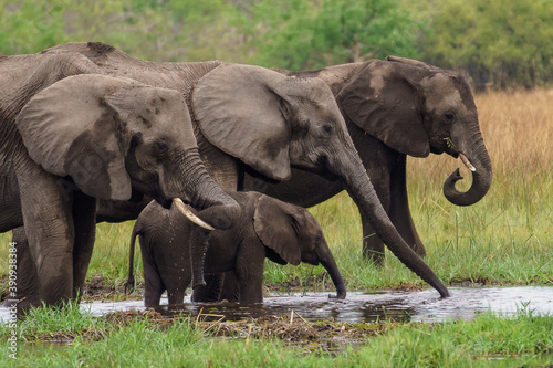 Canvas Print Herd of elephants drinking water