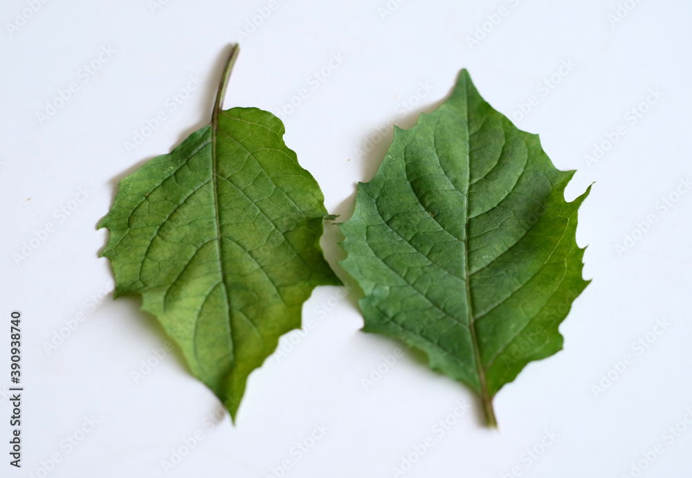 Fototapeta premium Golden berry leaf or ciplukan leaf on white background.