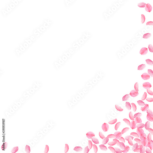 Sakura petals falling down. Romantic pink bright m © Begin Again