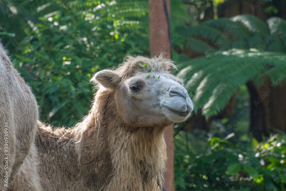 Fototapeta premium camel in safari park