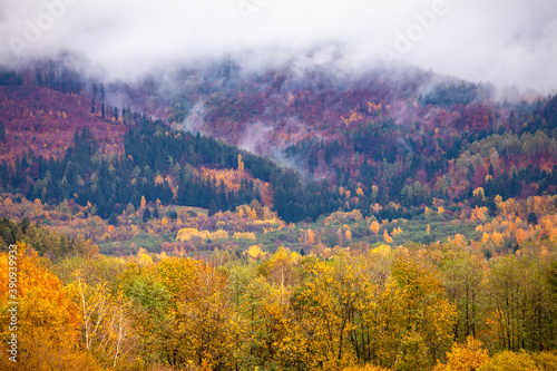 Golden autumn forest in clouds at foggy day