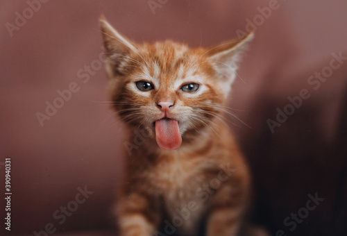 Red little kitten licking camera front portrait