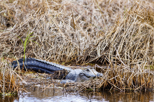 Alligator Basking In The Sun