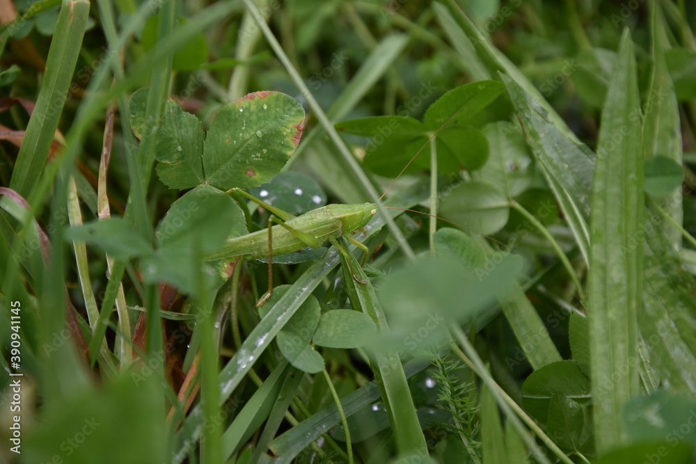 grasshopper with dew drops