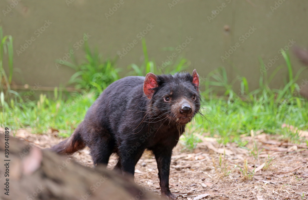 Tasmanian Devil portrait - Victoria, Australia Tasmanian Devil portrait - Victoria, Australia
