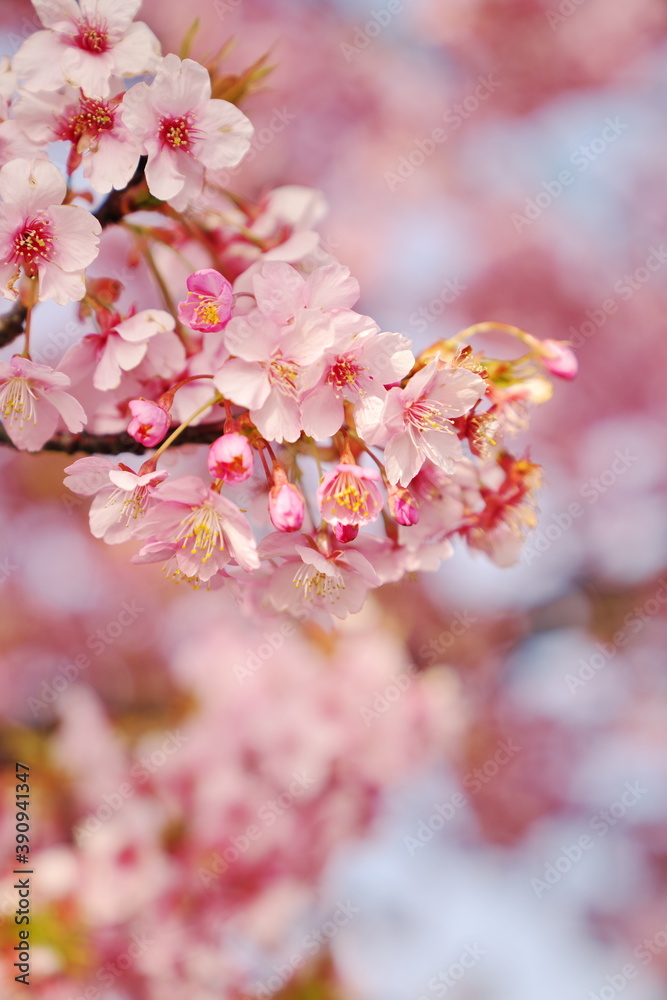 Fototapeta premium 新しい希望で見上げる桜