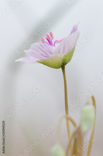 close up of spring beauty flower © Phil & Karen Rispin