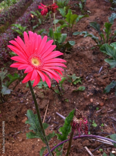 pink flower