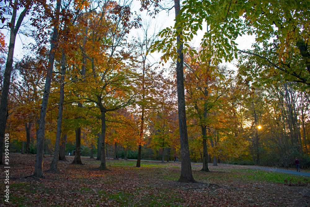 Autumn foliage displays of bright colors in Roosevelt Park, Edison, New Jersey, USA -02