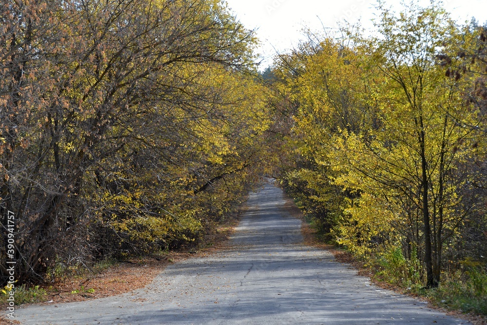 An abandoned road, overgrown on all sides with spreading trees
