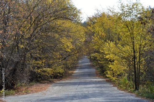 An abandoned road, overgrown on all sides with spreading trees
