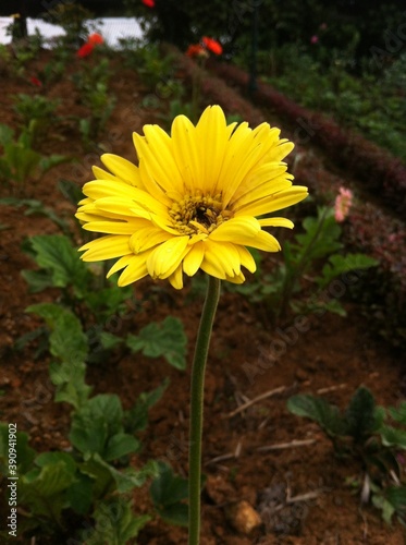 flower in the garden