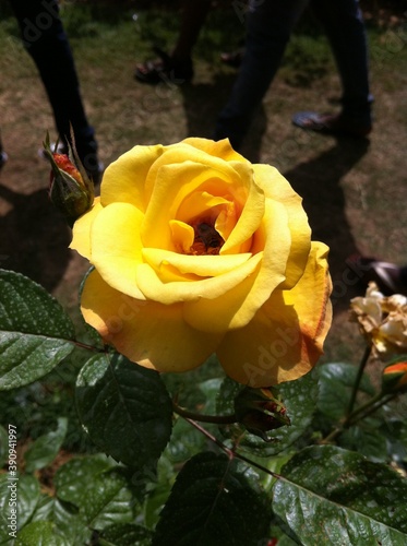single yellow rose