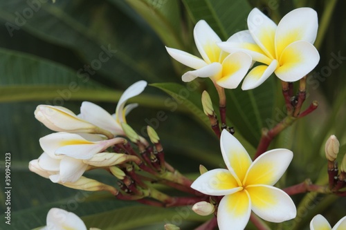 frangipani plumeria flower 2