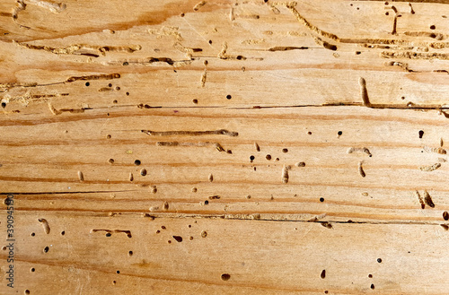 a board with insect holes photo